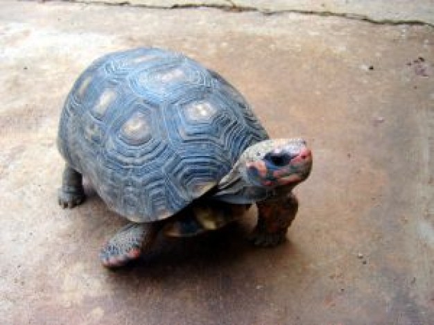Gurkha red Pet footed tortoise about Recreation Reptiles and Amphibians